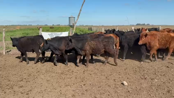 Lote 93 Novillitos