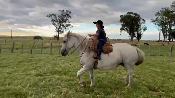 Lote YEGUA