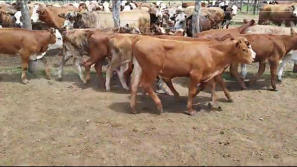 Lote 106 Terneros/as en Pedernal, Entre Ríos