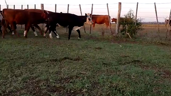 Lote 21 Terneros/as en Brandsen, Buenos Aires