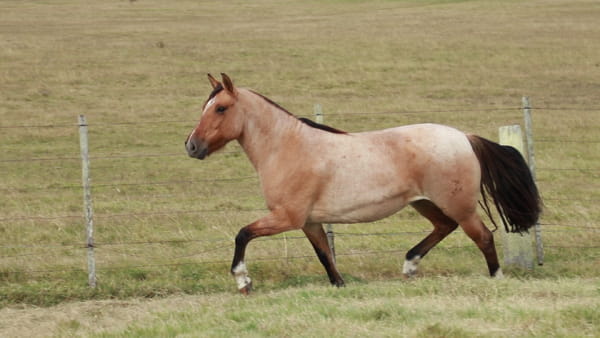 Lote TERRON Moira 234