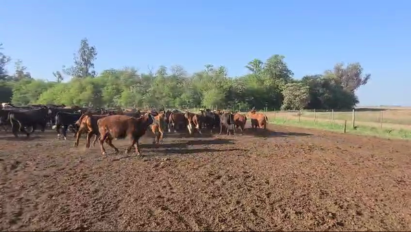 Lote 145 Novillitos