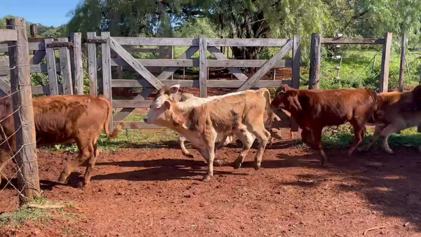 Lote 60 Terneros/as en Col. Liebig, Corrientes