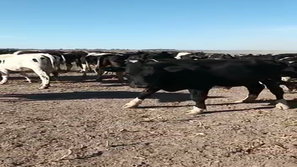 Lote 50 Novillitos en Santa Fe, Palacios