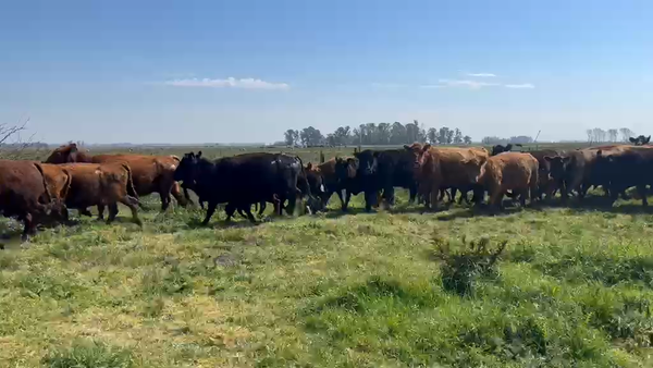 Lote 60 AL CTE USADAS
