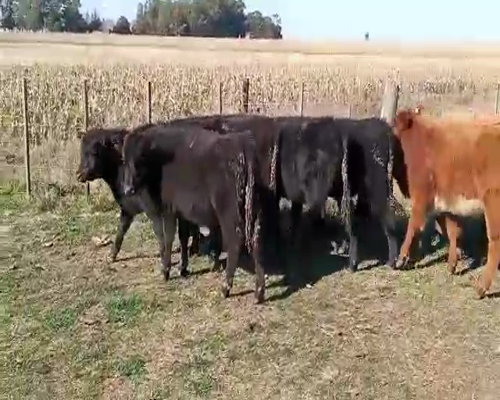 Lote 13 Terneros en Laprida, Buenos Aires