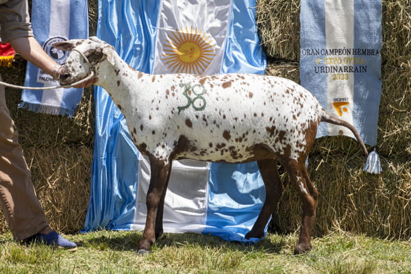 Lote SANTA INES P.P.C.