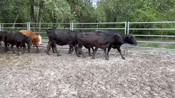 Lote 45 Vacas de invernar en Formosa, Formosa