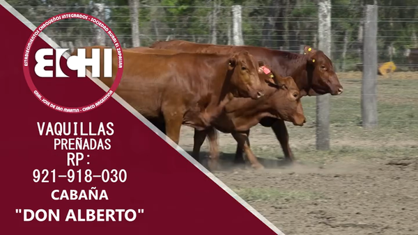 Lote VAQUILLAS PREÑADAS BRANGUS CABAÑA DON ALBERTO