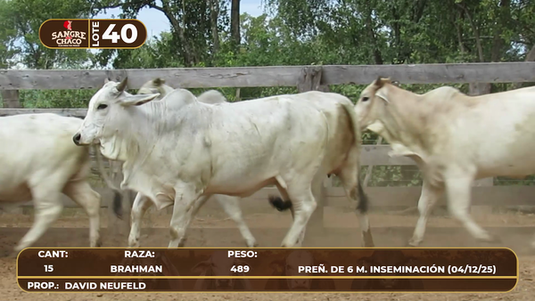 Lote Lote 40