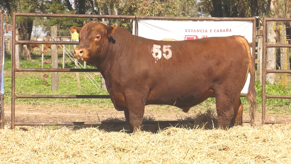 Lote TOROS ANGUS COLORADOS PC