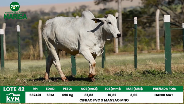 Lote Lote 42