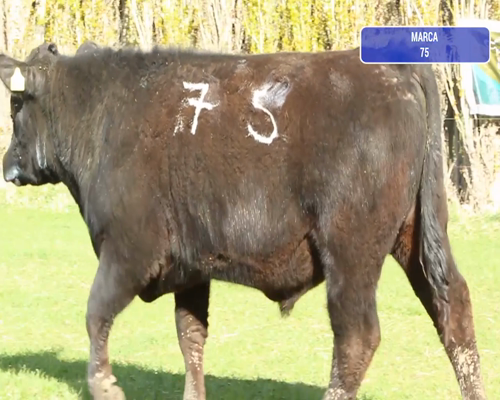 Lote 1 Toro en Río Ibáñez, XI Región Aysén