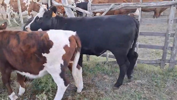 Lote Terneras cruza angus