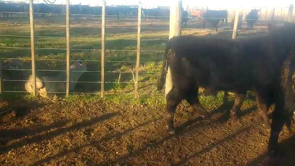 Lote 30 Terneros en Bolívar, Buenos Aires