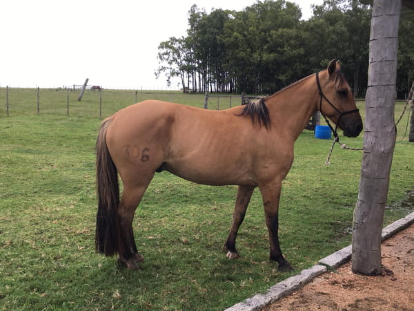 Lote LAPACHO ESCONDIDO