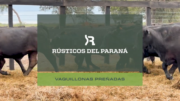 Lote VAQUILLONAS PREÑADAS