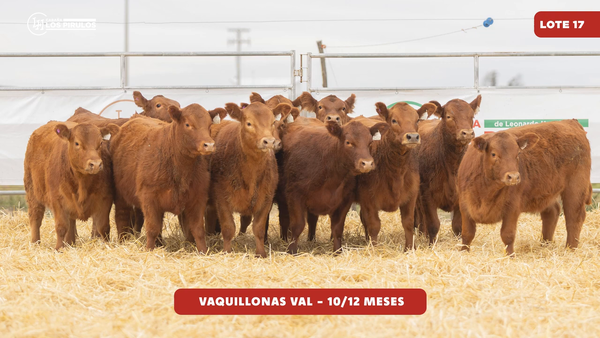 Lote VAQUILLONAS V.A.L. - 10/11 meses