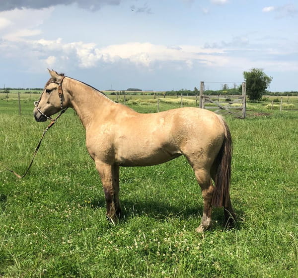 Lote PACÍFICA FUGITIVA