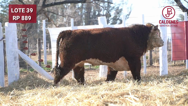 Lote Toro PR