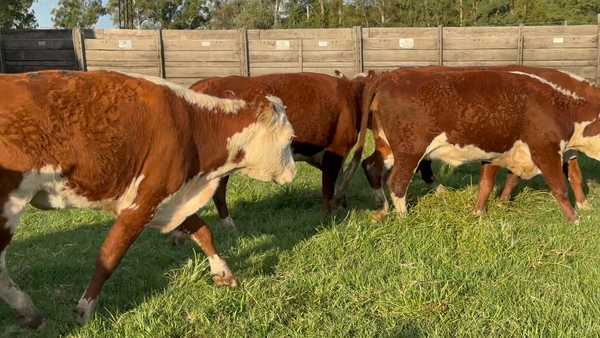 Lote 10 Vaquillonas C/ gtia de preñez