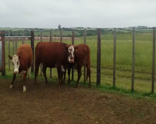 Lote (Vendido)3 Vaquillonas 1 a 2 años 430kg - , Colonia