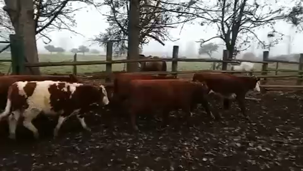 Lote 45 Ternero en Curicó, VII  Región Maule