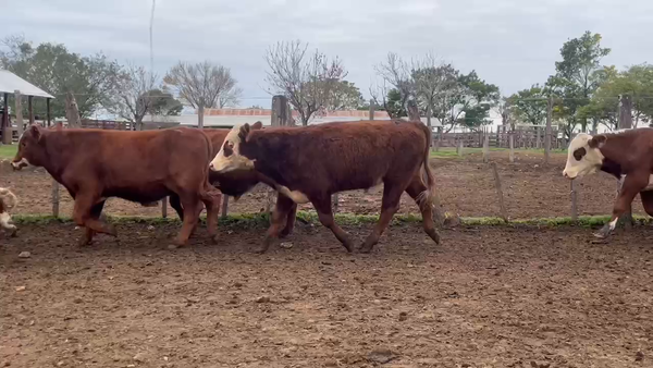 Lote 60 Novillitos en Corrientes, Curuzú-Cuatiá