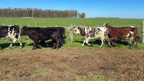 Lote NOVILLOS 1 a 2 AÑOS
