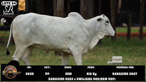 Lote LOTE 54