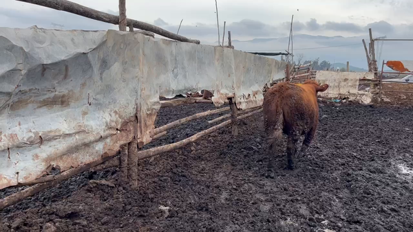 Lote 20 Vaquilla Gorda en Mostazal, VI Región O'Higgins