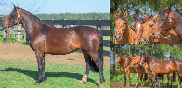 Lote EL GAVILÁN OPALINA