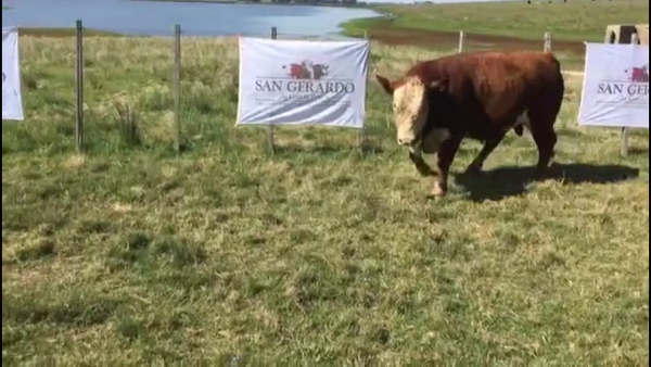 Lote TOROS POLLED HEREFORD