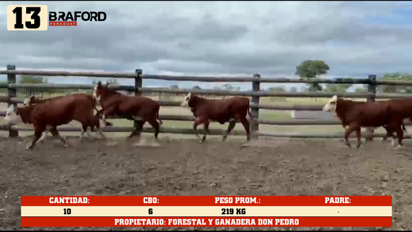 Lote LOTE 13