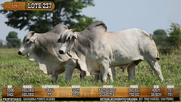 Lote LOTE 237 - VIVO