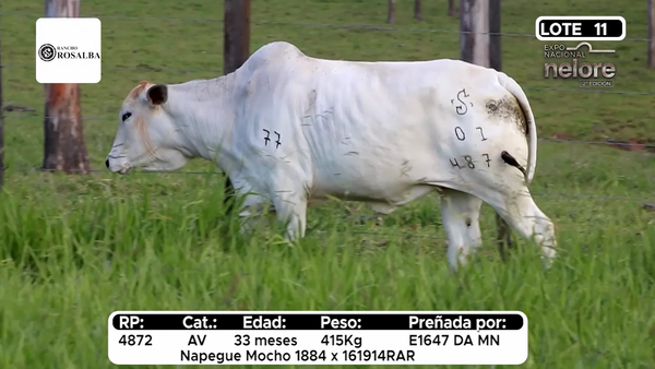 Lote Nacional Nelore Campo - Lote 11