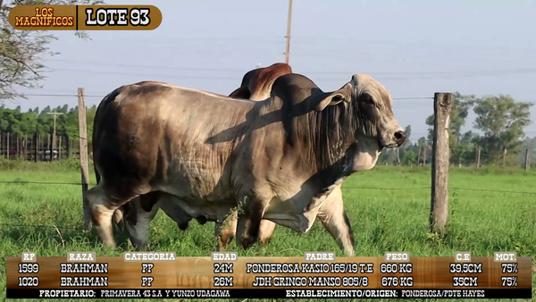 Lote LOTE 93