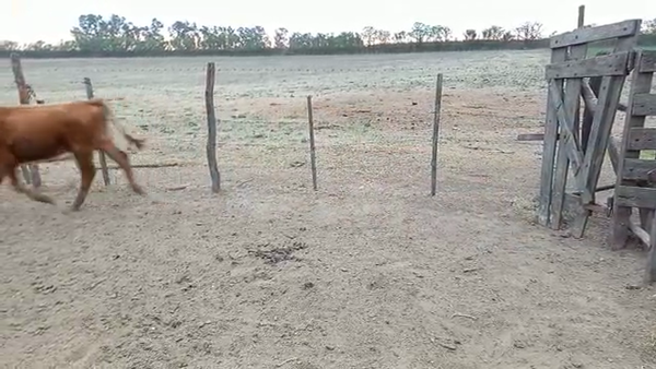 Lote 13 Terneros/as Cruza en Col. Bigand, Santa Fe