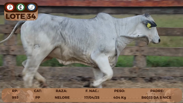 Lote LOTE 34