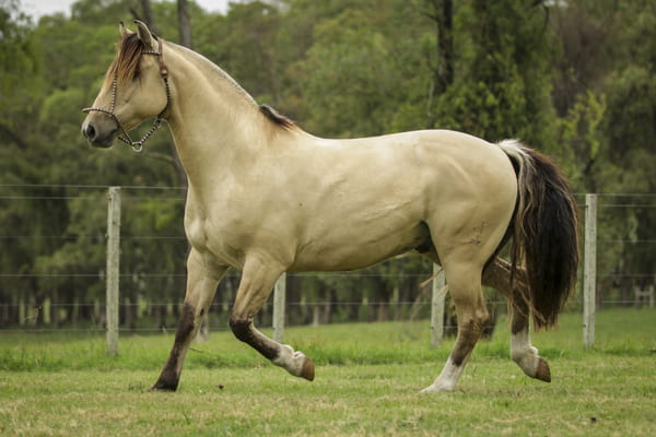 Lote GEGE DE LA COLINA R.P 136