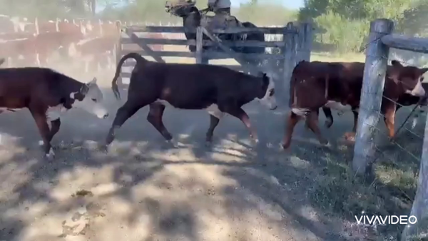 Lote 70 Terneros
