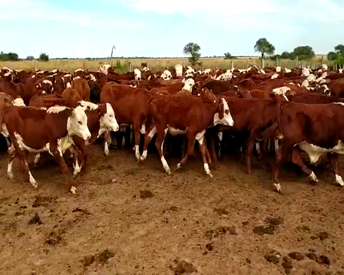 Lote 125 Terneros en Chavarría, Corrientes