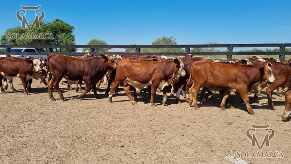 Lote Terneros Cbo 2