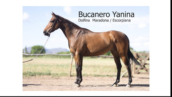 Lote BUCANERO YANINA(DOLFINA MARADONA-ESCORPIANA)
