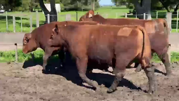 Lote TOROS PUROS CONTROLADOS LA MARGARITA