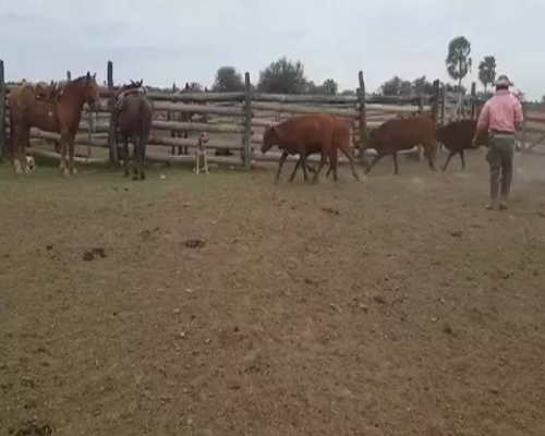 Lote 103 Terneros/as en Clorinda, Formosa