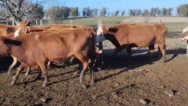 Lote Vacas Preñadas
