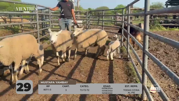 Lote LOTE 29