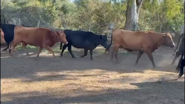 Lote 30 Vacas nuevas C/ gtia de preñez