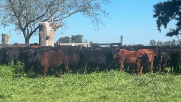 Lote 62 Terneros/as en Ranchos , Buenos Aires